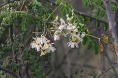 Moringa oleifera